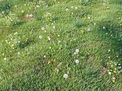 草坪 花草 野草 草坪 草地 户外