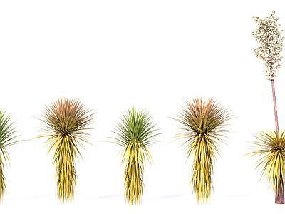 其他绿植 热带沙漠荒漠