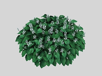 花草组合 花卉