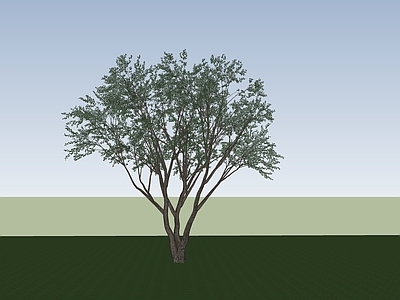 乔木 树 行道树 丛生大乔木 伞状树 特色树