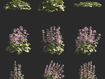花草组合 欧锦葵花草灌木