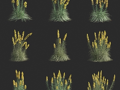 花草组合 日光兰黄水仙花草