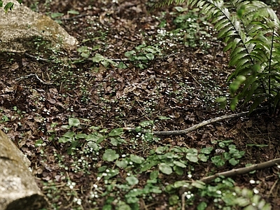 草坪 户外草坪 草地 草场 花草 杂草