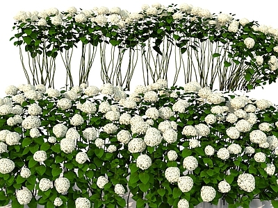 花草组合 绣球花苗 花圃 花廊 花墙 花丛