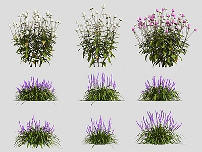 花草组合 灌木 花草