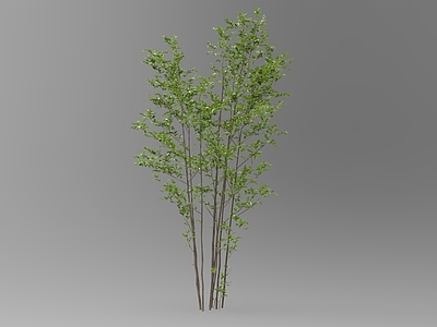 乔木 绿色植物 树 小树