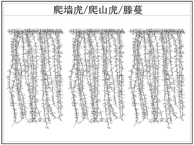 现代综合植物图库 爬墙虎 爬山虎 爬墙虎爬山虎滕蔓 藤蔓 施工图