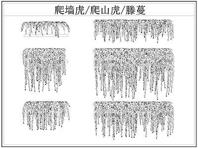 现代综合植物图库 爬墙虎 爬山虎 藤蔓 爬墙虎爬山虎滕蔓 施工图