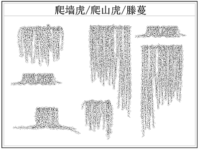 现代综合植物图库 爬墙虎 爬山虎 爬墙虎爬山虎滕蔓 藤蔓 施工图