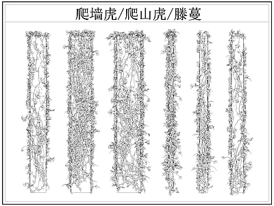 现代综合植物图库 爬墙虎 爬山虎 爬墙虎爬山虎滕蔓 藤蔓 施工图