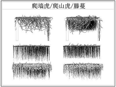 现代综合植物图库 爬墙虎 爬山虎 爬墙虎爬山虎滕蔓 藤蔓 施工图