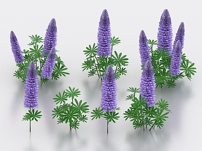 花草组合 羽扇豆 鲁冰花 花草 花朵 灌木