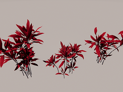 灌木 朱蕉 红叶朱蕉 彩红朱蕉 亮叶朱蕉