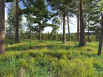 现代其他景观 现代户外场景 深林 树林 草地