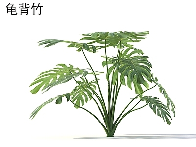 灌木 龟背竹 花草灌木