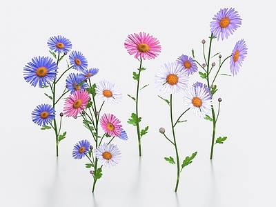 花草组合 紫菀花 花草 花朵
