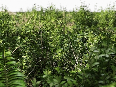 草坪 户外草坪 草地 野草 杂草 草场