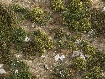 草坪 户外草坪 草地 野草 杂草 草场