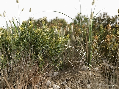 草坪 户外草坪 草地 野草 杂草 草场