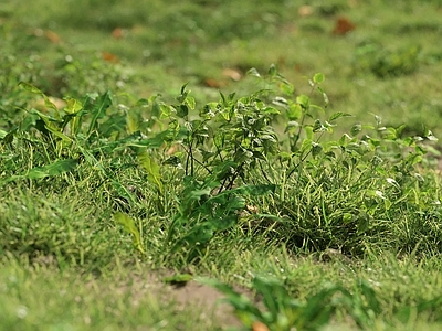 草坪 户外草坪 草地 野草 杂草 草场