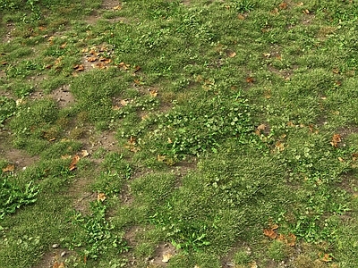 草坪 户外草坪 草地 野草 杂草 草场