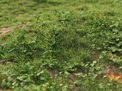 草坪 户外草坪 草地 野草 杂草 草场