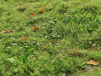 草坪 户外草坪 草地 野草 杂草 草场