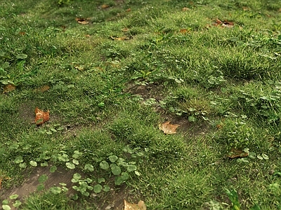 草坪 户外草坪 草地 野草 杂草 草场