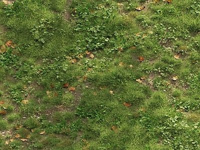 草坪 户外草坪 草地 野草 杂草 草场