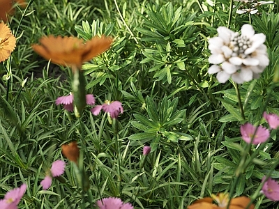 草坪 户外草地 野草 花草 杂草 草场