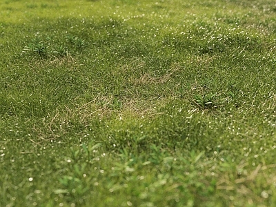 草坪 户外草地 野草 花草 杂草 草场