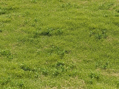 草坪 户外草地 野草 花草 杂草 草场