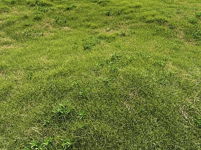 草坪 户外草地 野草 花草 杂草 草场