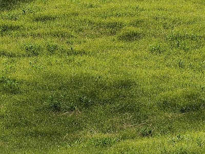 草坪 户外草地 野草 花草 杂草 草场