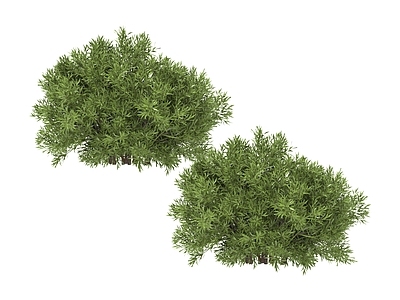 其他绿植 绿色植物 灌木