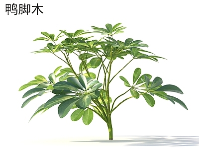 灌木 鸭脚木 花草灌木