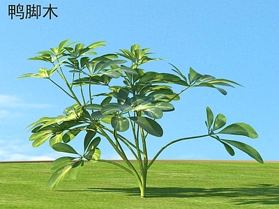 灌木 鸭脚木 花草灌木