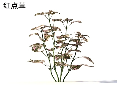 灌木 红点草 花草灌木