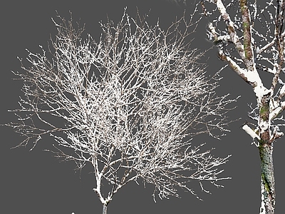 乔木 冰雪树 冰冻树 雪树 树 雪景松树