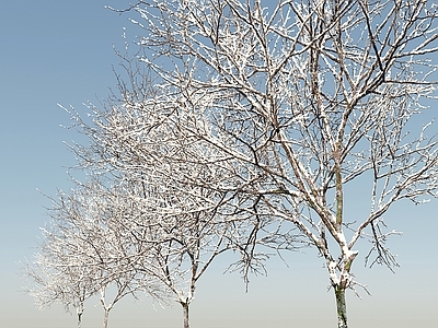 乔木 冰雪树 冰冻树 雪树 庭院树 雪景松树