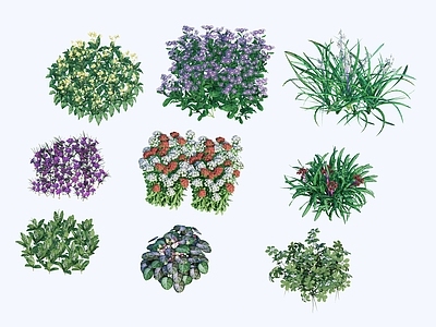 花草组合 绣球花 宿根花卉 多年生花卉 花园草花植物