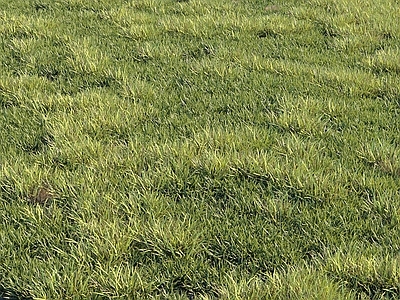 草坪 草地 草坪 绿茵 花草 植物