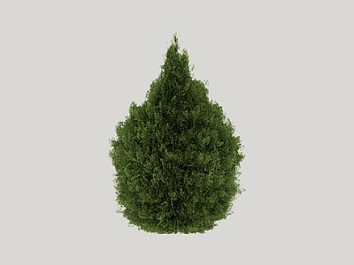 灌木 绿篱 灌木球 盆栽灌木 花箱灌木
