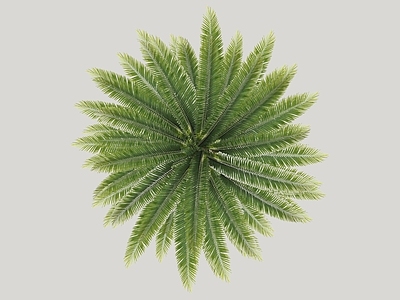 灌木 绿篱 球 花箱