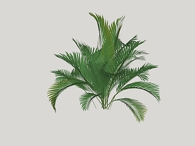 灌木 绿篱 灌木球 盆栽灌木 花箱灌木