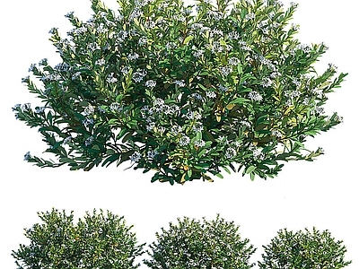花草组合 花草 灌木 植物