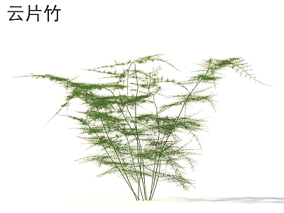 竹子 云片竹 植物类