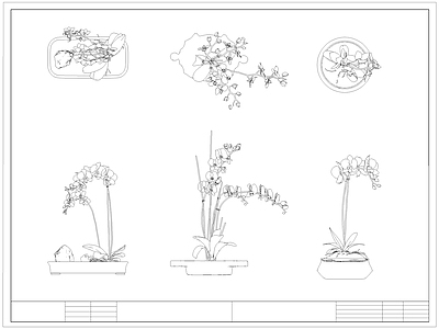 现代综合植物图库 蝴蝶兰 盆栽盆景 绿植 施工图
