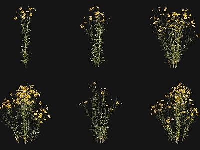 花草组合 金钱菊花 两色金