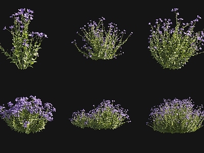 花草组合 桔梗花花草灌木